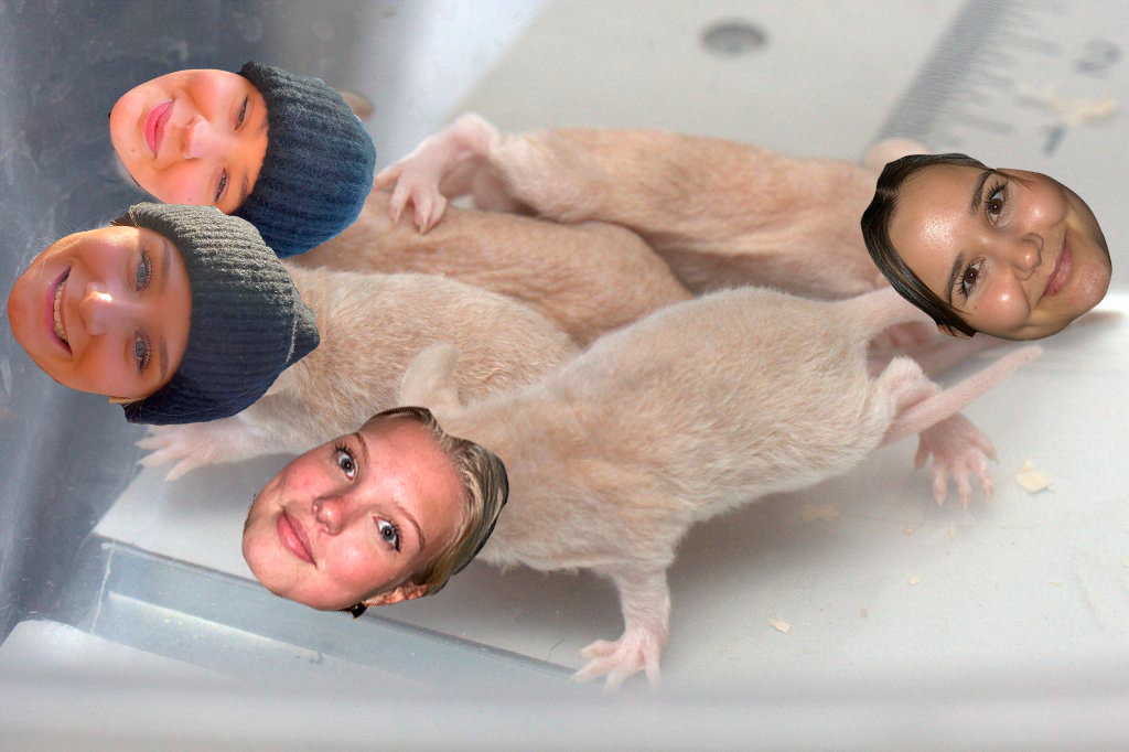 ./images/lagbilder2023/Råttpungar1.png