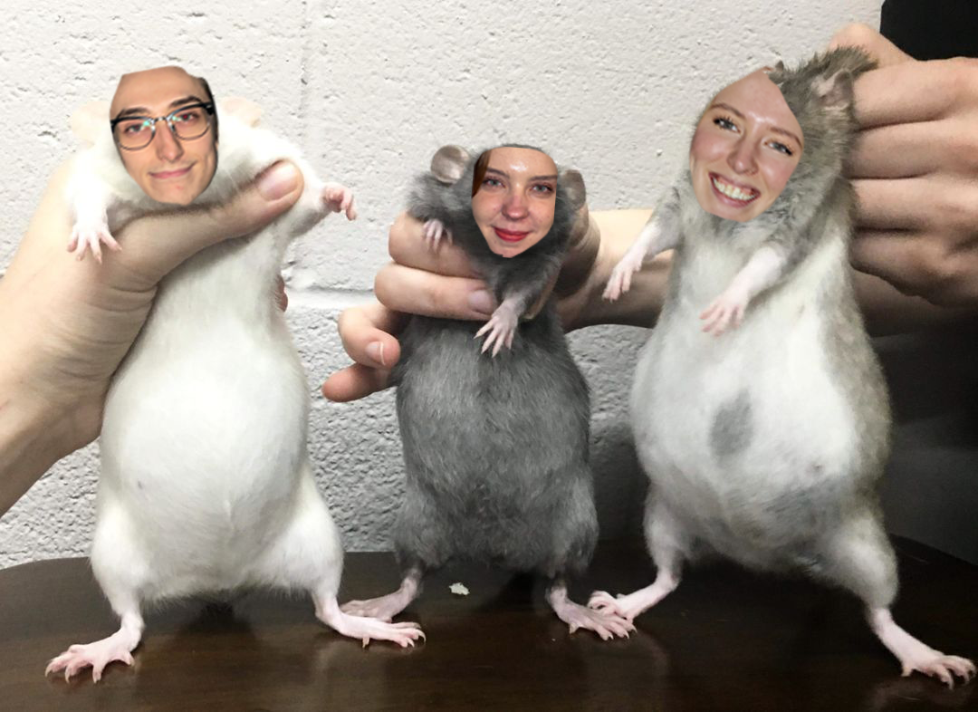 ./images/lagbilder2023/Råttpungar3.png